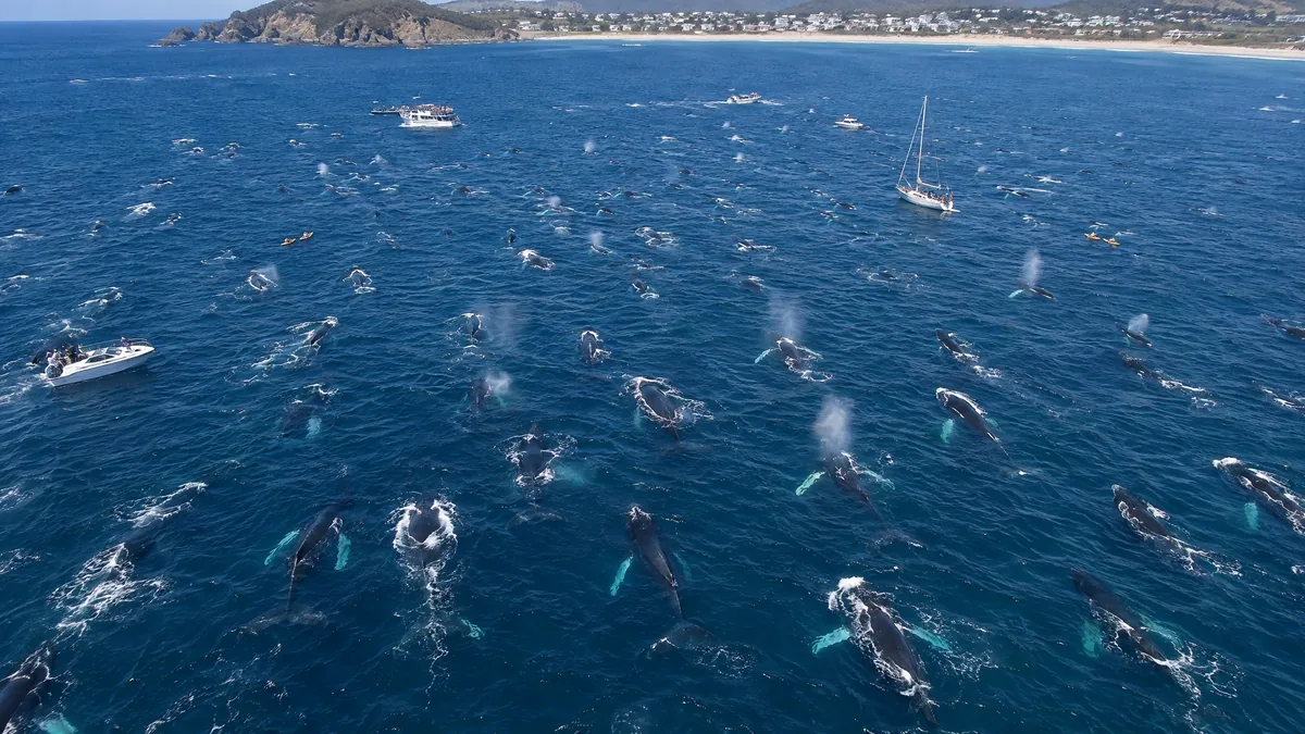 Whales crowd the open ocean around a ship.